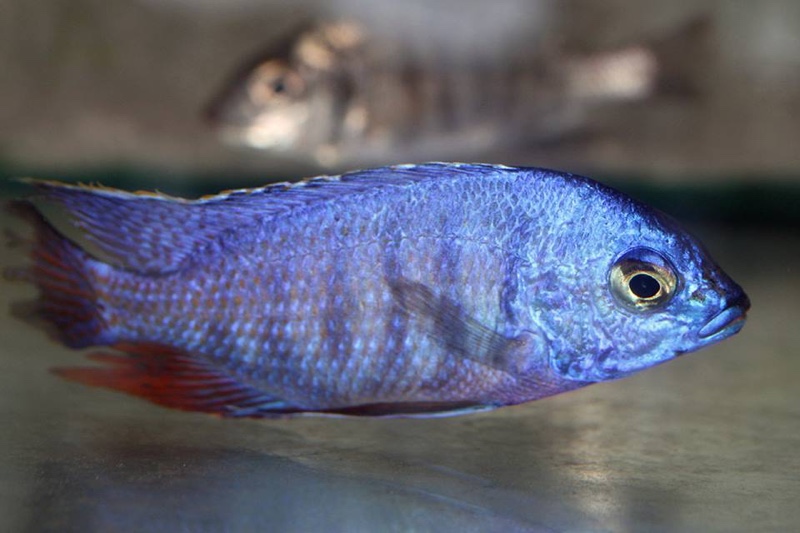 Protomelas taeniolatus 'Nkhata Bay'